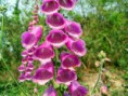 Dedalera